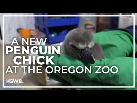 Meeting the Oregon Zoo's new penguin chick