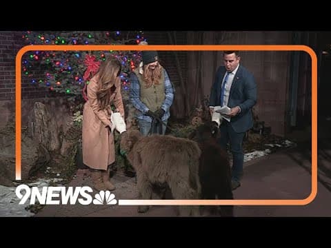 Mini highland cows join National Western Stock Show