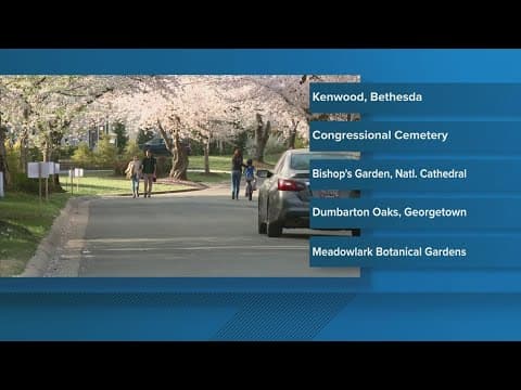 Not just the Tidal Basin | Other places to view cherry blossoms