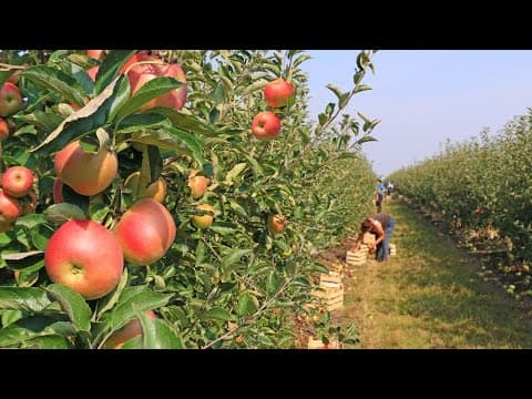 Where to pick apples, pumpkins this fall in central Ohio