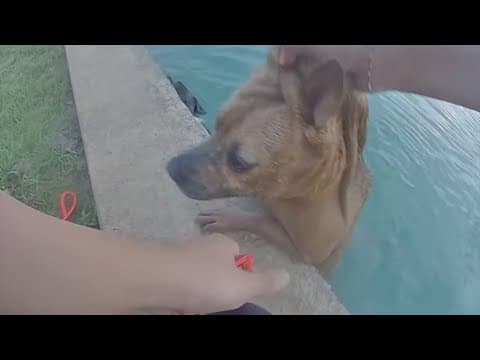 3 dogs stranded in pond rescued by Manvel police officers