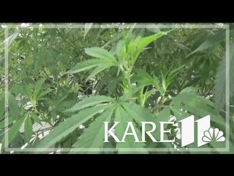 Minnesota to become 23rd state to legalize pot