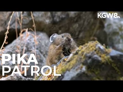 Oregon Zoo seeks American pika watchers