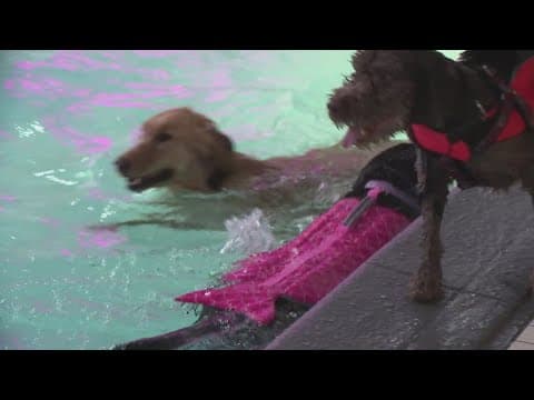 2nd Annual Yappy Hour and Pup Swim