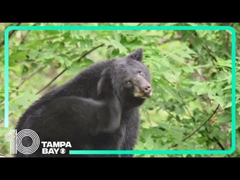 FWC proposes bringing back black bear hunting season after almost a decade