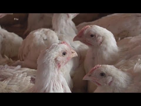 Bird flu continues to spread, affecting egg prices