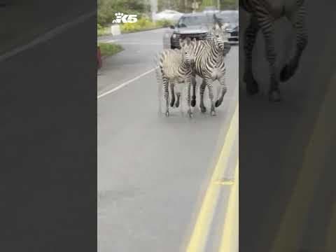 911 calls highlight confusion after zebras escape on I-90