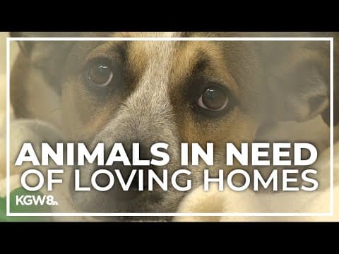 More than 200 animals up for adoption in Oregon statewide event