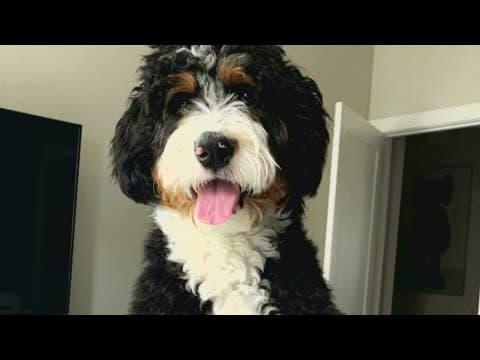 Arlington dog trainer receives no jail time in animal cruelty case