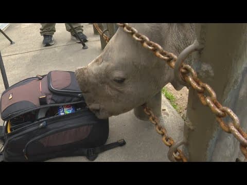 Indianapolis Zoo announces white rhino calf's name