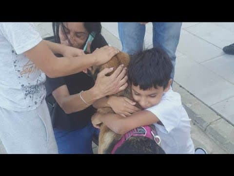 San Diego man's effort to save dogs who lost owners in Israel–Hamas war