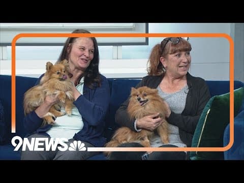 Petline9 | Cinderella and Belle need forever homes