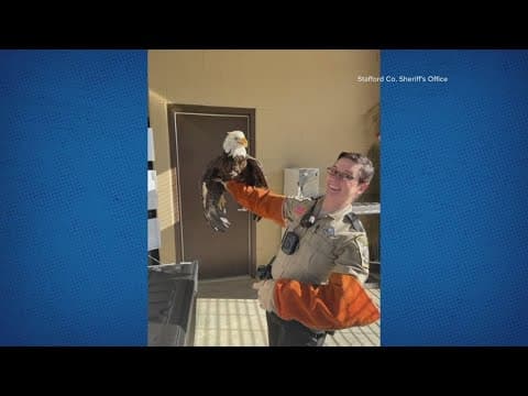 Deputy find injured Eagle in landfill