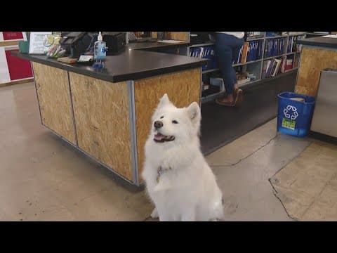 Meet San Diego Hardware's shop dog Coconut
