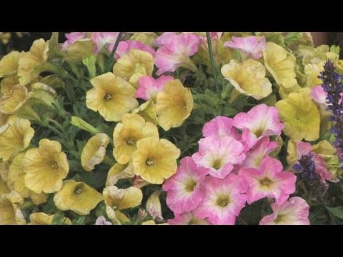 Choosing flowers for June gardening