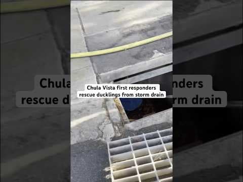 First responders rescue 8 ducklings from storm drain, take them in for overnight care