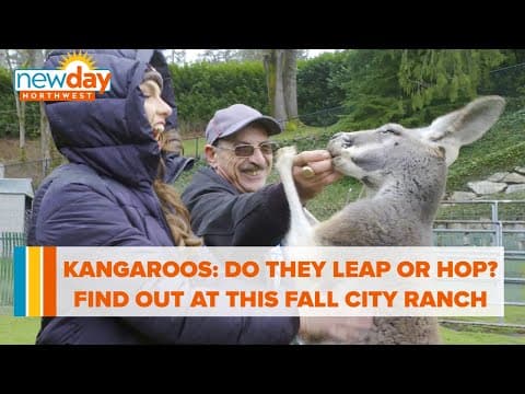 Kangaroos: Do they leap or hop? Find out at this ranch in Fall City - New Day NW
