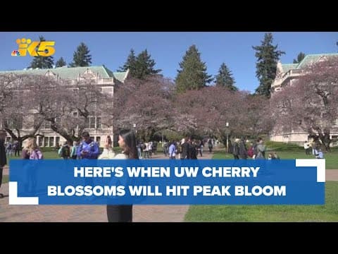 When the University of Washington cherry blossoms will hit peak bloom