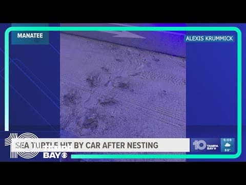 Nesting sea turtle hit, killed by car on Anna Maria Island