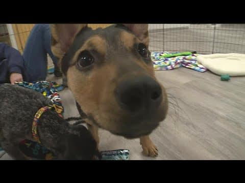 Pet Haven opens its first brick-and-mortar home for rescued animals