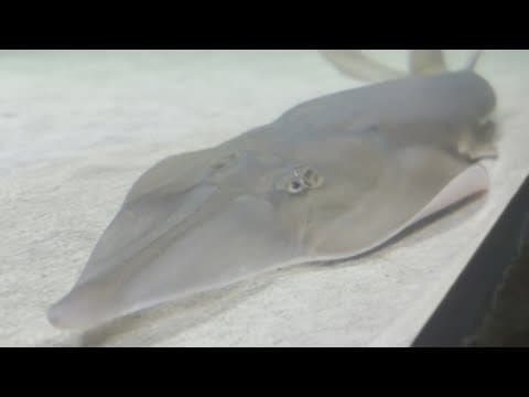 North Texas aquarium names two fish after Luka Doncic and Derrick Lively II