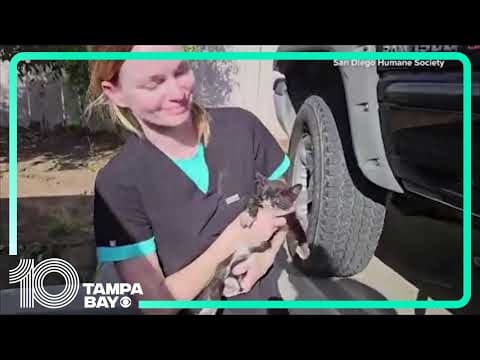 Kitten rescued from frame of a truck in California