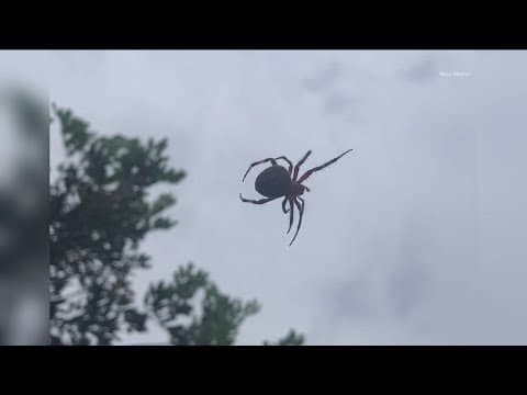 Spike in spider season across San Diego County