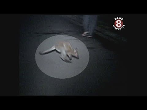 Wallaby wanders in a San Diego neighborhood in 2005