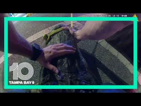 Florida police officer wrangles giant alligator, bodycam video shows