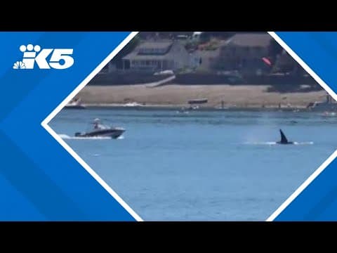 Limited regulatory changes could drastically decrease collisions between ships and whales, UW study