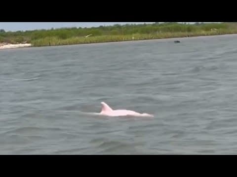Houston fisherman captures video of pink dolphin in Louisiana