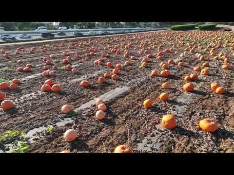 Drone video over the Carlsbad Pumpkin Patch