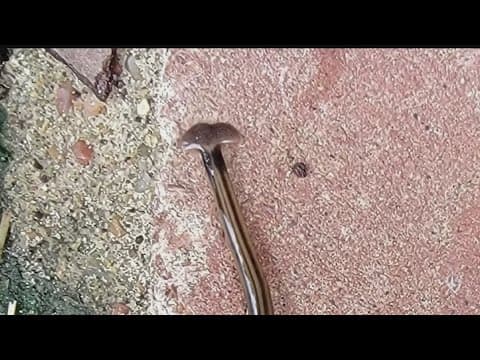 Invasive hammerhead worms may appear in Tennessee gardens as temperatures rise