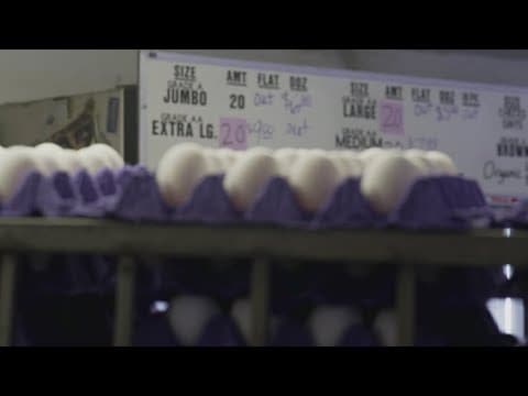 CDC report returns, omits data on bird flu and cat infection