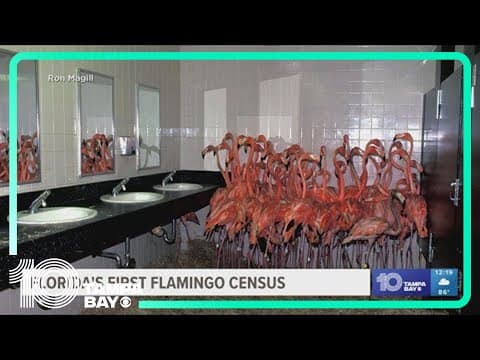 Florida begins first Flamingo census