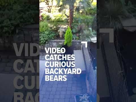 Black bears caught on camera in Woodinville backyard