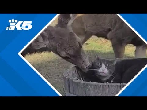 Deer grooms cat in Ellensburg