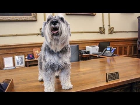 Governor's dog 'Henry' passes away at 13