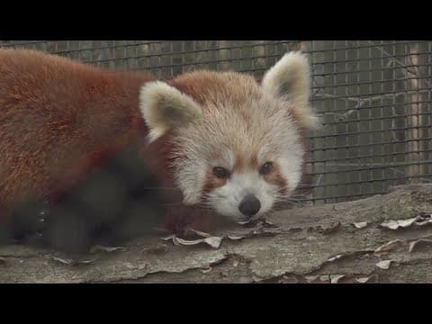 Zoo Knoxville offers job opportunities