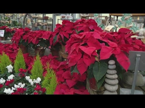 Pat Sullivan's tips for poinsettias after the holidays