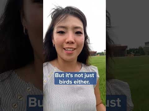 Efforts are underway to limit bird strikes at #MSPairport. #kare11 #shorts