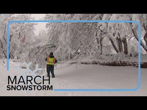 9NEWS reporter uses hockey stick to clear snow off tree limbs