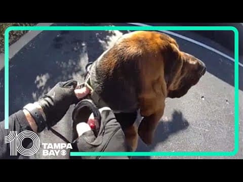 'Attaboy!': K-9 with Pinellas County Sheriff's Office helps find missing child in Largo