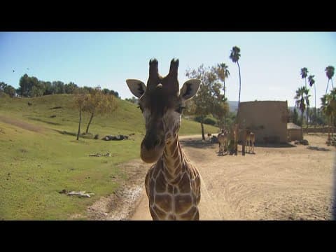 Zoo Day | Meet the giraffes