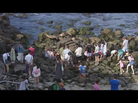 Debate continues over sea lions at La Jolla Cove