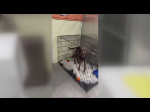 Sevier County Animal Care Center waives adoption fee, makes urgent call to avoid euthanasia