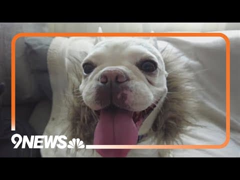 Veterinarian shares tips about how to help dogs during July 4 fireworks shows