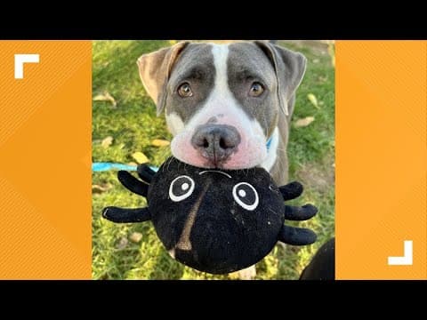 Pets of the Week: 10-26-2024
