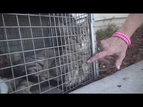 Three cats rescued from old College Grove Coco's Restaurant