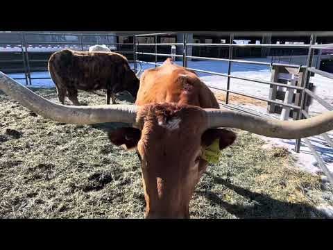 Longhorns dazzle at the 2025 National Western Stock Show